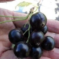 Смородина Селеченская-2 Смородина Селеченская-2 фото