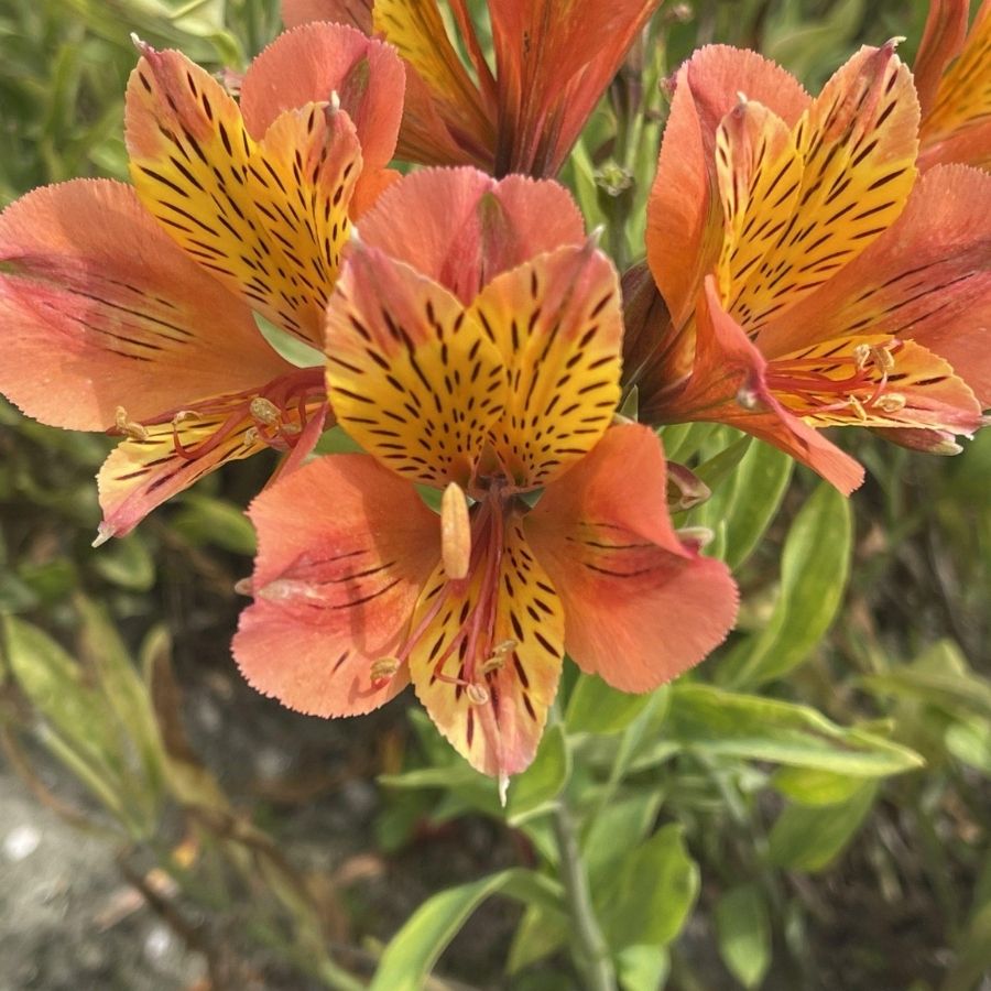 Альстромерия Каллисто Альстромерия Каллисто - Dolina-Sad.Ru