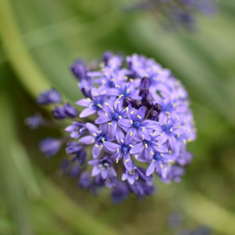 Агапантус Блю Глоб Агапантус Блю Глоб - Dolina-Sad.Ru