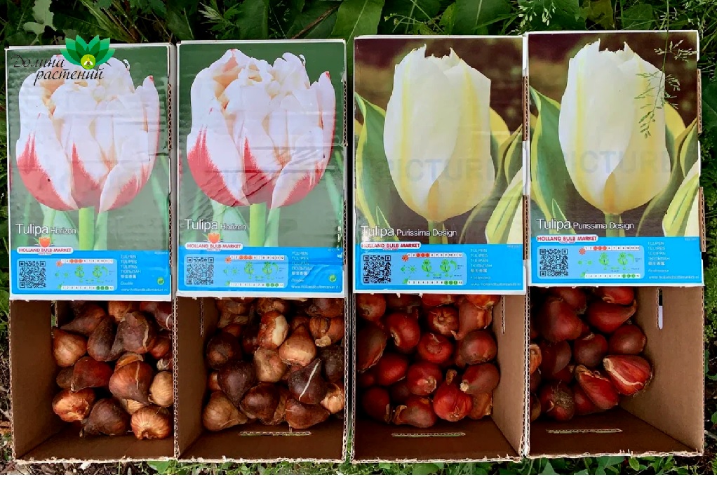 Луковицы цветов и многолетники из Голландии с доставкой по России Луковицы цветов и многолетники из Голландии с доставкой по России