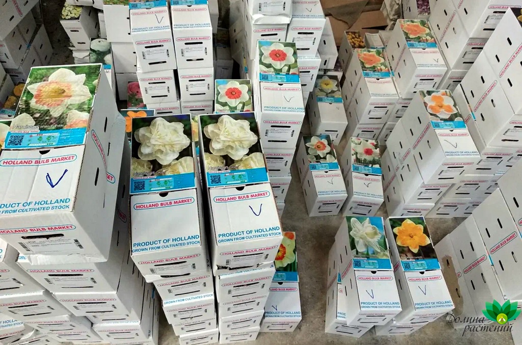 Луковицы цветов из Голландии Луковицы цветов из Голландии