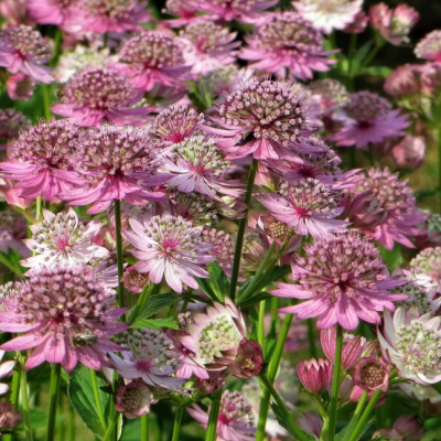 Астранция крупная Астранция крупная фото