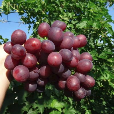 Виноград Памяти Учителя Виноград Памяти Учителя - Dolina-Sad.Ru