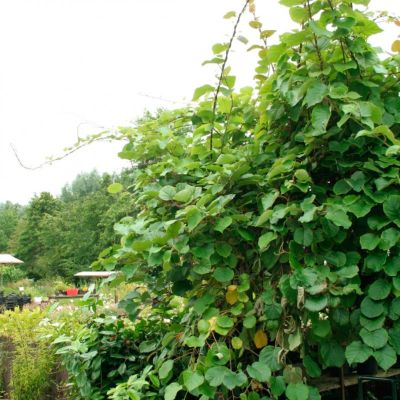 Актинидия деликатесная Дженни Актинидия деликатесная Дженни - Dolina-Sad.Ru