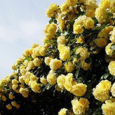 Роза Римоса Клаймбинг Роза Римоса Клаймбинг - Dolina-Sad.Ru