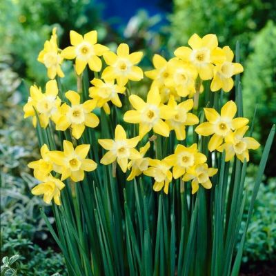 Нарцисс Вердин Нарцисс Вердин - Dolina-Sad.Ru