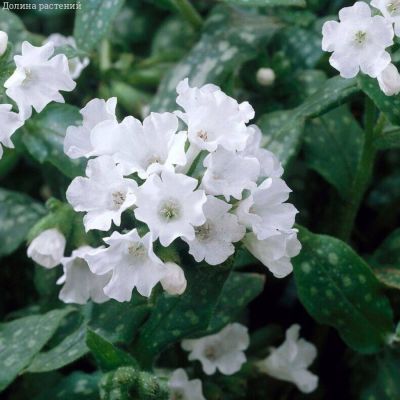 Медуница лекарственная Сиссингхерст Вайт Медуница лекарственная Сиссингхерст Вайт - Dolina-Sad.Ru