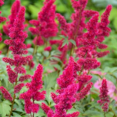 Астильба Юник Руби-Ред фото