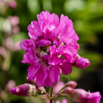 Лихнис вискария (смолка) "Плена" фото