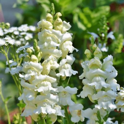 Львиный зев Белый букет фото