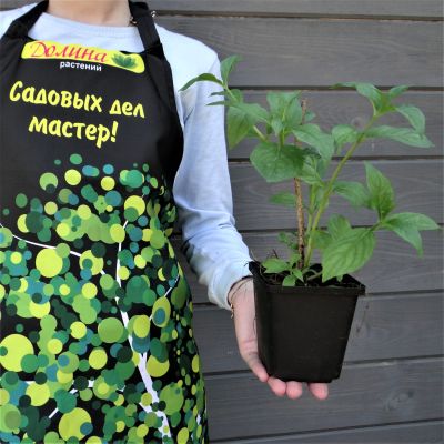 Вейгела Бристол Руби Вейгела Бристол Руби фото