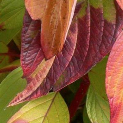 Дерен белый Неон Берст, С3 - Dolina-Sad.Ru