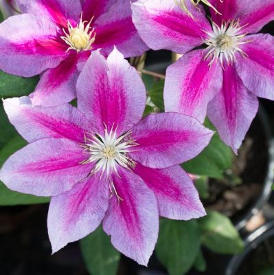 Клематис Ханя Клематис Ханя фото