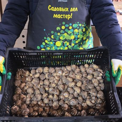 Глоксиния Кайзер Фридрих фото