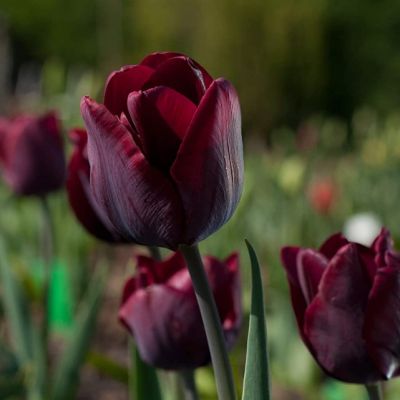 Тюльпан Роналдо Тюльпан Роналдо фото