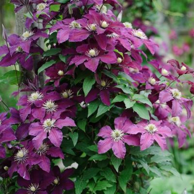 Клематис Лех Качиньский Клематис Лех Качиньский - Dolina-Sad.Ru