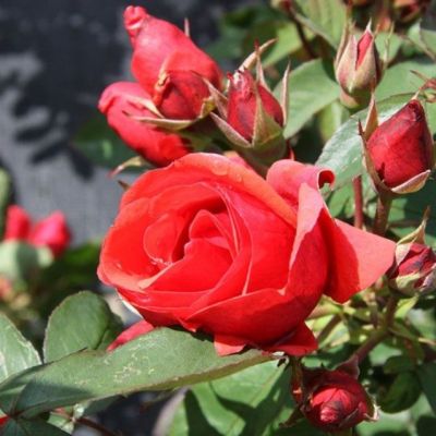 Роза Морден Файрглоу Роза Морден Файрглоу - Dolina-Sad.Ru