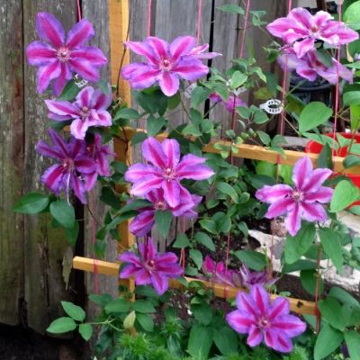 Клематис Акаиши Клематис Акаиши - Dolina-Sad.Ru