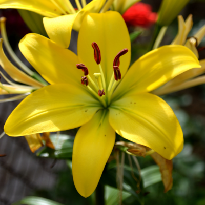 Лилия Йеллоу Каунти Лилия Йеллоу Каунти фото