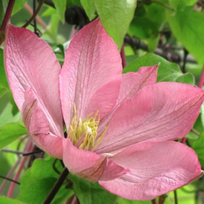 Клематис Ай-Нор Клематис Ай-Нор - Dolina-Sad.Ru