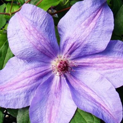 Клематис Министр Клематис Министр фото