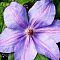 Клематис Министр Клематис Министр фото