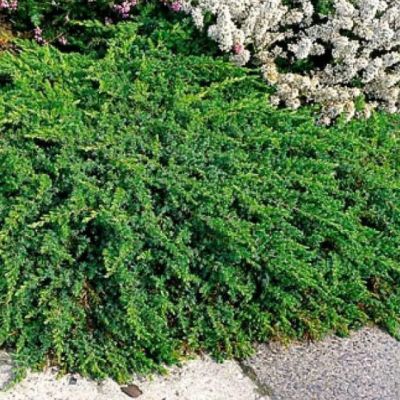 Можжевельник Гринмантл Можжевельник Гринмантл фото