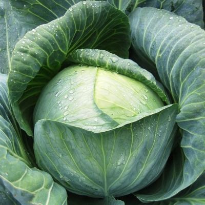 Капуста Белокочанная Аммон F1 (Seminis/Голландия) Капуста Белокочанная Аммон F1 (Seminis/Голландия) фото