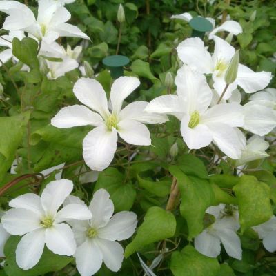 Клематис Джон Хакстэйбл Клематис Джон Хакстэйбл фото