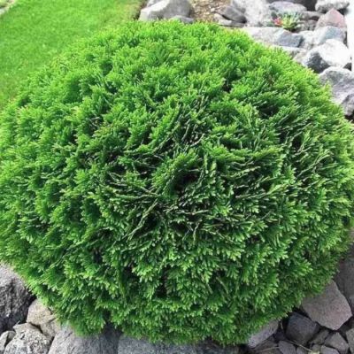 Туя западная Грин Бабл Туя западная Грин Бабл - Dolina-Sad.Ru