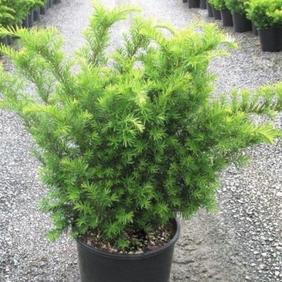 Тис средний Грин Маунтин Тис средний Грин Маунтин - Dolina-Sad.Ru