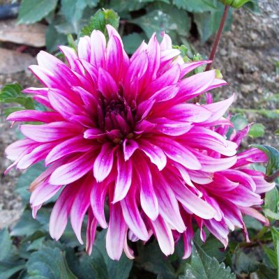 Георгина Гэллери Арт Нуво Георгина Гэллери Арт Нуво фото