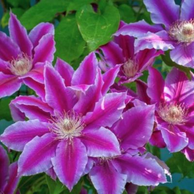 Клематис Акаиши Клематис Акаиши - Dolina-Sad.Ru