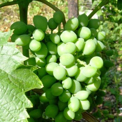 Виноград Элегант Виноград Элегант фото