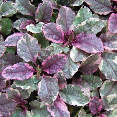 Живучка ползучая Бургунди Глоу Живучка ползучая Бургунди Глоу - Dolina-Sad.Ru