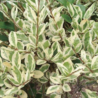 Бирючина овальнолистная Аргентум - Dolina-Sad.Ru