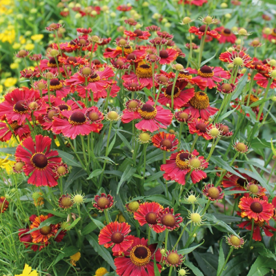 Гелениум осенний Хелена Ред Шэйдз фото