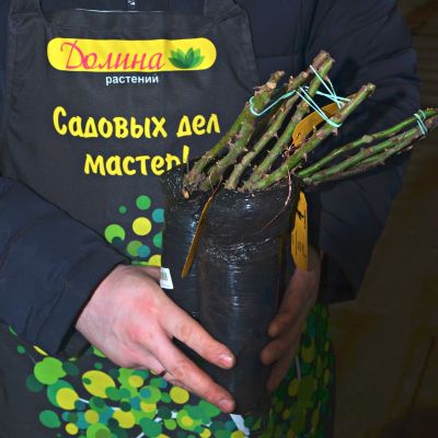 Роза Капри Роза Капри - Dolina-Sad.Ru