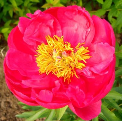 Пион Осло - Dolina-Sad.Ru