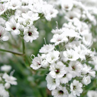 Гипсофила Фейри Перфект Гипсофила Фейри Перфект - Dolina-Sad.Ru