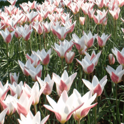 Тюльпан Леди Джейн Тюльпан Леди Джейн фото