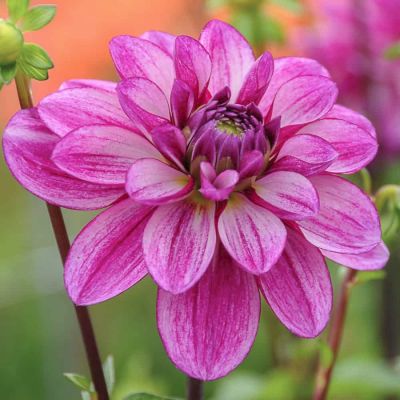 Георгина Седакшн Георгина Седакшн - Dolina-Sad.Ru