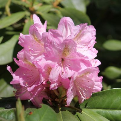 Рододендрон Сцинтиллейшн - Dolina-Sad.Ru