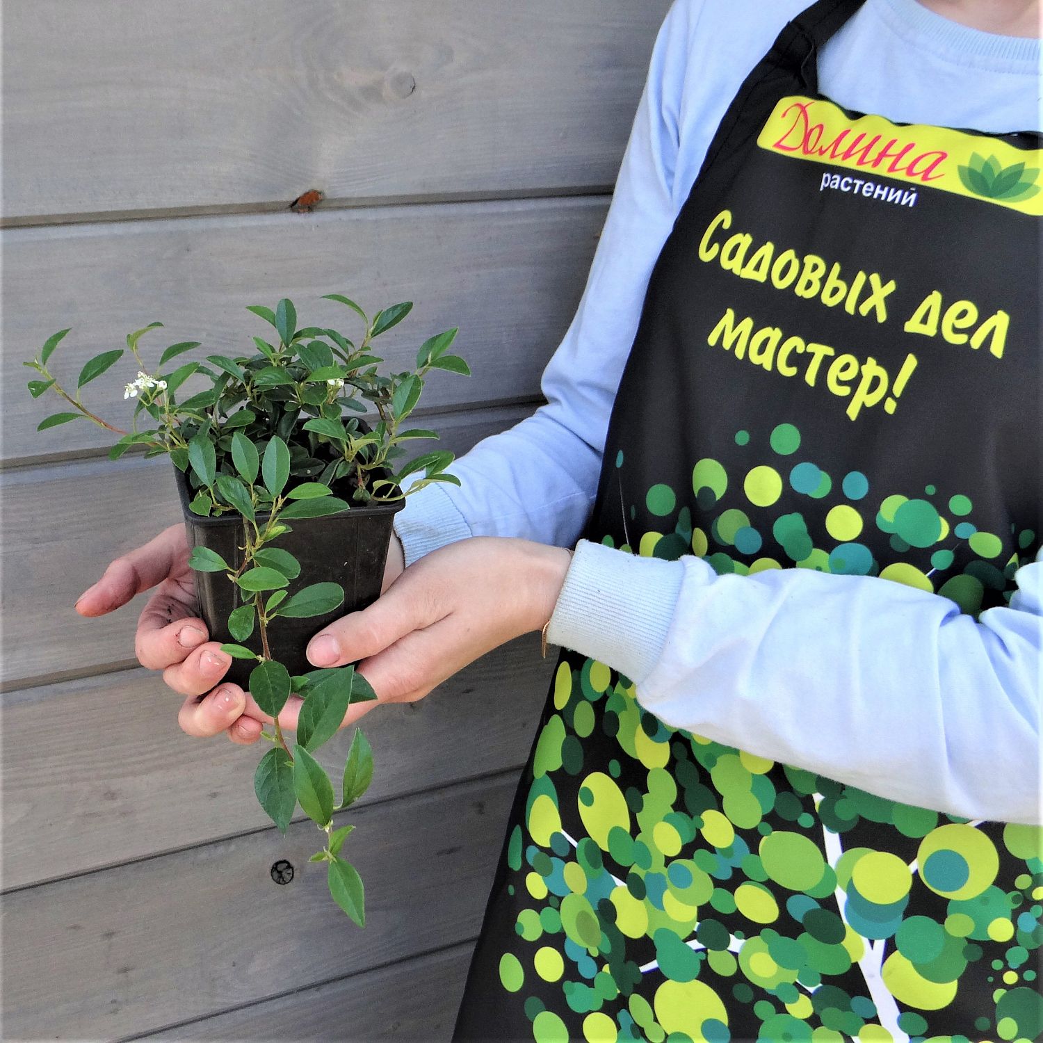 Кизильник иволистный Симпатия Кизильник иволистный Симпатия фото