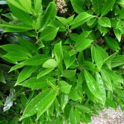 Лавровишня Черри Бренди - Dolina-Sad.Ru