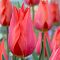 Тюльпан Темплз Фэйворит Тюльпан Темплз Фэйворит фото