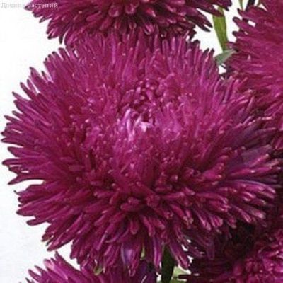 Астра Джувел Аметист Н11, игольчато-коготковая фото