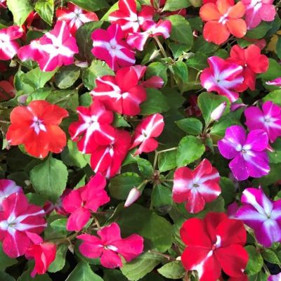 Бальзамин Созвездия F1 Смесь фото