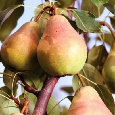 Груша Феерия Груша Феерия - Dolina-Sad.Ru