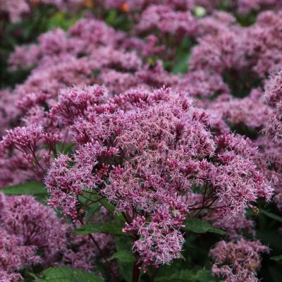 Посконник гибридный Фантом - Dolina-Sad.Ru